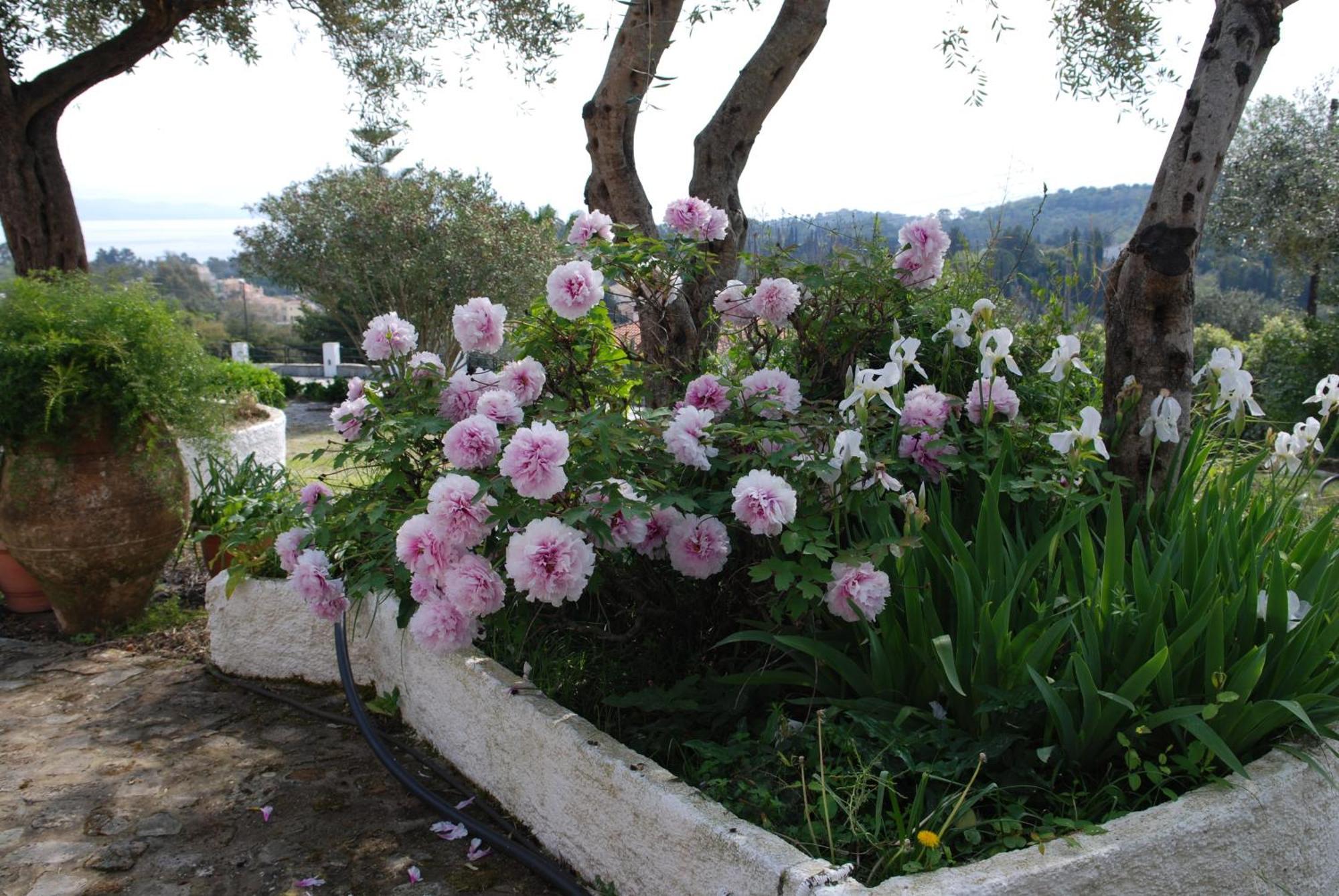 Penelope Apartment Hotel Dassia  Dış mekan fotoğraf